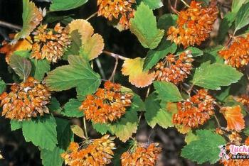 Bladderwort viburnum Bladdercarp si të krasitni në vjeshtë